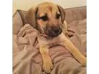 Adopt Rey a TanYellowFawn - with Black Shepherd (Unknown Type)  