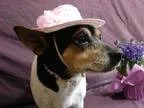Adopt Merriwether a White - with Black Rat Terrier  Mixed dog in