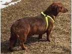 Adopt Snickers adoption pendinng a Dachshund