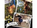 Adopt Tyrion a Doberman Pinscher Basset Hound