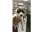 Adopt Jerry a Wirehaired Fox Terrier  Mixed dog in norridge IL (