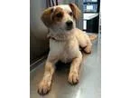 Adopt Juliet a Cattle Dog