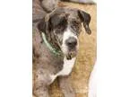 Adopt Pearl a Black Great Dane  Mixed dog in Memphis TN (1438693