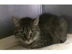 Adopt April a Domestic Shorthair  Mixed (short coat) cat in Nort
