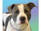 Adopt Barley a American Pit Bull Terrier  Mixed dog in Wichita K