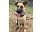 Adopt ROSIE a German Shepherd Dog
