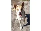 Adopt Olivia a Border Collie Cattle Dog