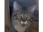 Adopt Sol a Brown Tabby Domestic Shorthair  Mixed (short coat) c