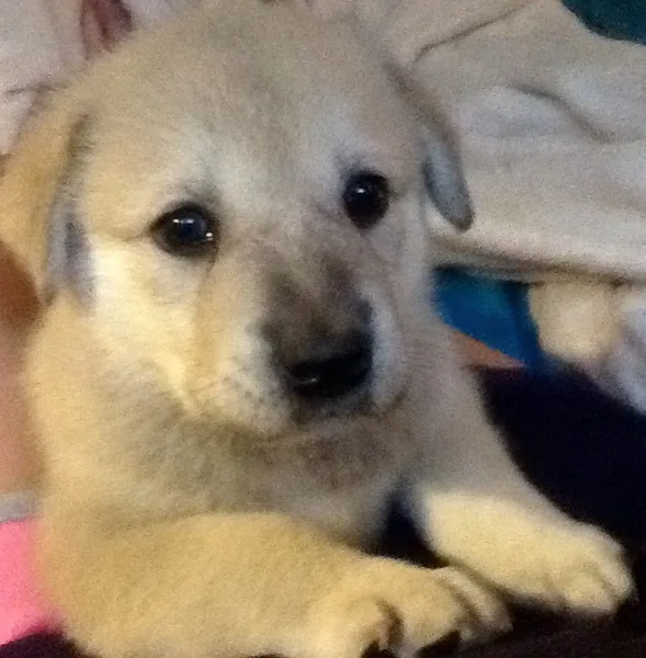 Anatolian ShepardGreat Pyrenese