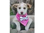 Adopt Star Wars Litter Females a TanYellowFawn - with White Sibe