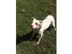 Adopt Lady a Cattle Dog Hound