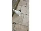 Minature Jack Russell female needs good home