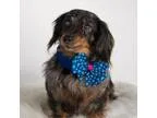 Adopt Doris a Dachshund