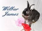 Adopt Wilbur James a Black OtherUnknown  Mixed (medium coat) rab