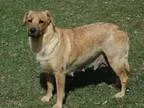 Adopt Hope a TanYellowFawn - with Black Labrador Retriever  Shep
