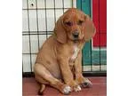 Adopt Wade a Redbone Coonhound Boxer