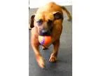 Adopt Sophie a Basset Hound Dachshund