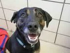 Adopt DEACON a Labrador Retriever  German Shepherd Dog  Mixed do