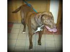 Adopt Roxie a BrownChocolate - with White Labrador Retriever  Be