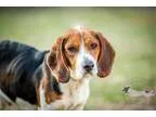 Adopt Macauley a Beagle Basset Hound