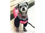 Adopt Sugar a Shih Tzu