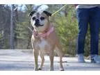 Adopt Chloe a Pug Beagle