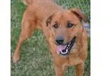 Adopt BELLA a Australian Cattle Dog  American Staffordshire Terr