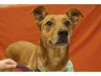 Adopt Sage a Catahoula Leopard Dog Rhodesian Ridgeback