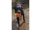 i am looking for a free puppy that is a t cup (does not grow) - 