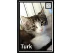Adopt Turk a Domestic Medium Hair
