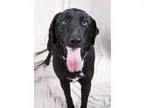 Adopt Thelma Shepherd Anatolian Mix a Black - with White German 