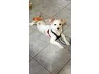 Adopt Mitzi a Papillon
