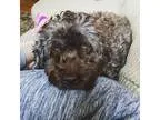 Adopt Muffin a BrownChocolate Cockapoo  Mixed dog in St. Cloud M