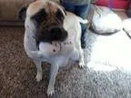 Adopt Sid a Bullmastiff