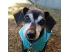 Adopt Bart a Dachshund