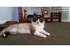 Lost siamese ragdoll