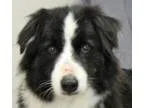 Adopt Molly a Border Collie  Mixed dog in Modesto CA (15114658)