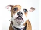 Adopt Sandi D160438 a Brindle - with White Pit Bull Terrier  Bos