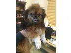 Adopt Kinz a Pekingese  Mixed dog in Chico CA (15069389)