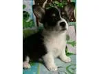 FutureLitter