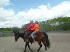 4 Year Old Bay Mare All the Hard Work is Done