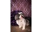 Adopt Romeo a Shih Tzu