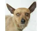 Adopt Stanley a BrownChocolate Terrier (Unknown Type Small) dog 