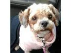 Adopt Ginger a RedGoldenOrangeCh estnut Shih Tzu  Poodle (Miniat