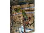 Adopt Marion-Robin a Green Parakeet - Other bird in Bellingham W