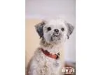 Boston Terrier AKC Full Registered Puppies Includes Vet Check Wo