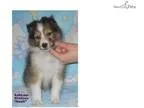 Stunning AKC Reg CH Sired Sable and white male She