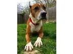 Adopt Simon a Pit Bull Terrier  Mixed dog in Richmond VA (151960