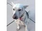 Adopt Sansa a German Shepherd Dog