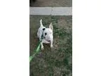 Adopt Charlie a Bull Terrier
